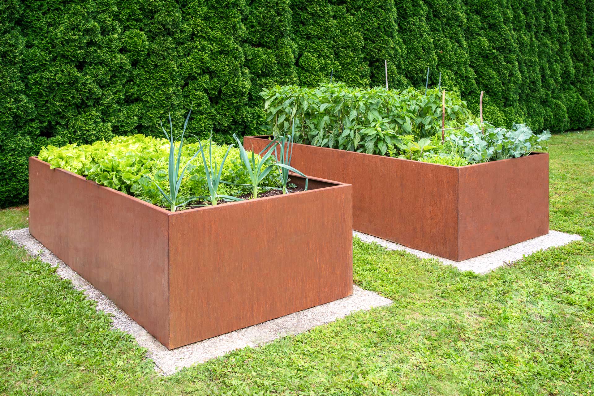 Hochbeete aus wetterfestem Cortenstahl im Garten mit verschiedenen Gemüsepflanzen Zwei Hochbeete aus rostfarbenem Cortenstahl mit Salat, Lauch, Paprika und anderem Gemüse im grünen Garten, umgeben von Gras und Hecken