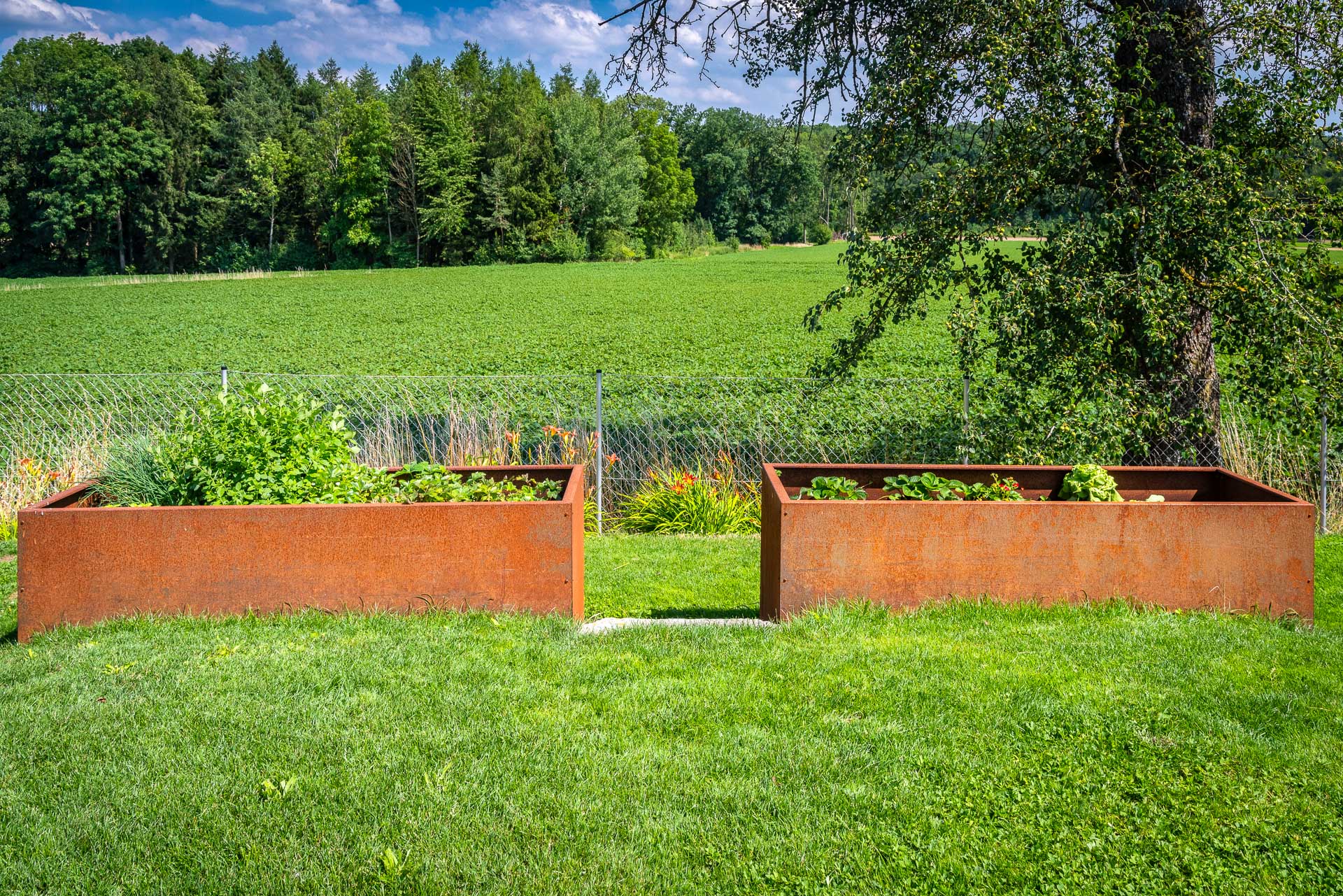 Zwei rostige Hochbeete aus Metall im Garten mit verschiedenen Kräutern und Pflanzen Verschiedene Kräuter und Pflanzen in zwei nebeneinander stehenden rostigen Metall-Hochbeeten auf grüner Wiese vor einem Feld und Wald