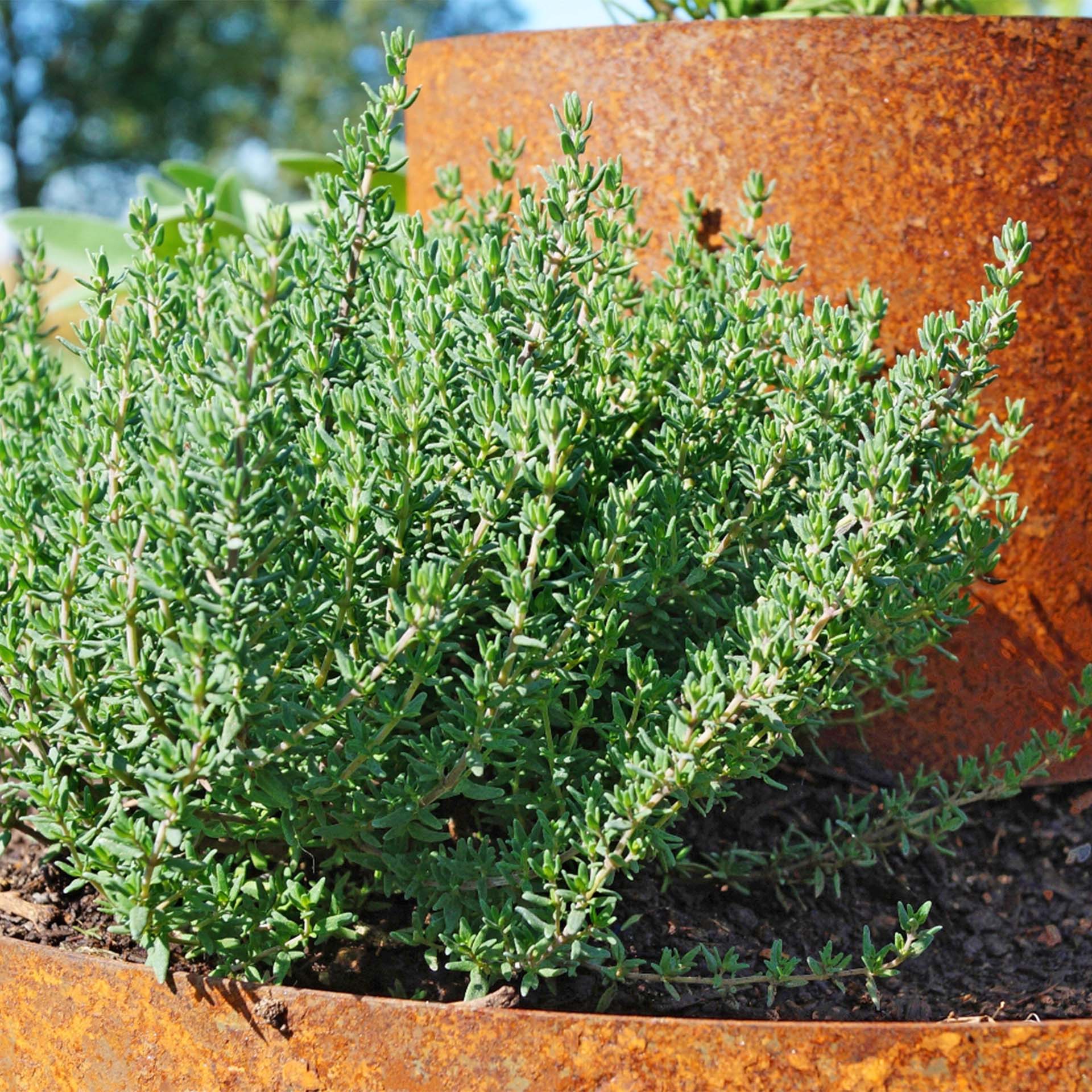 Prima Terra Kräuterschnecke rund Prima Terra Kräuterschnecke rund