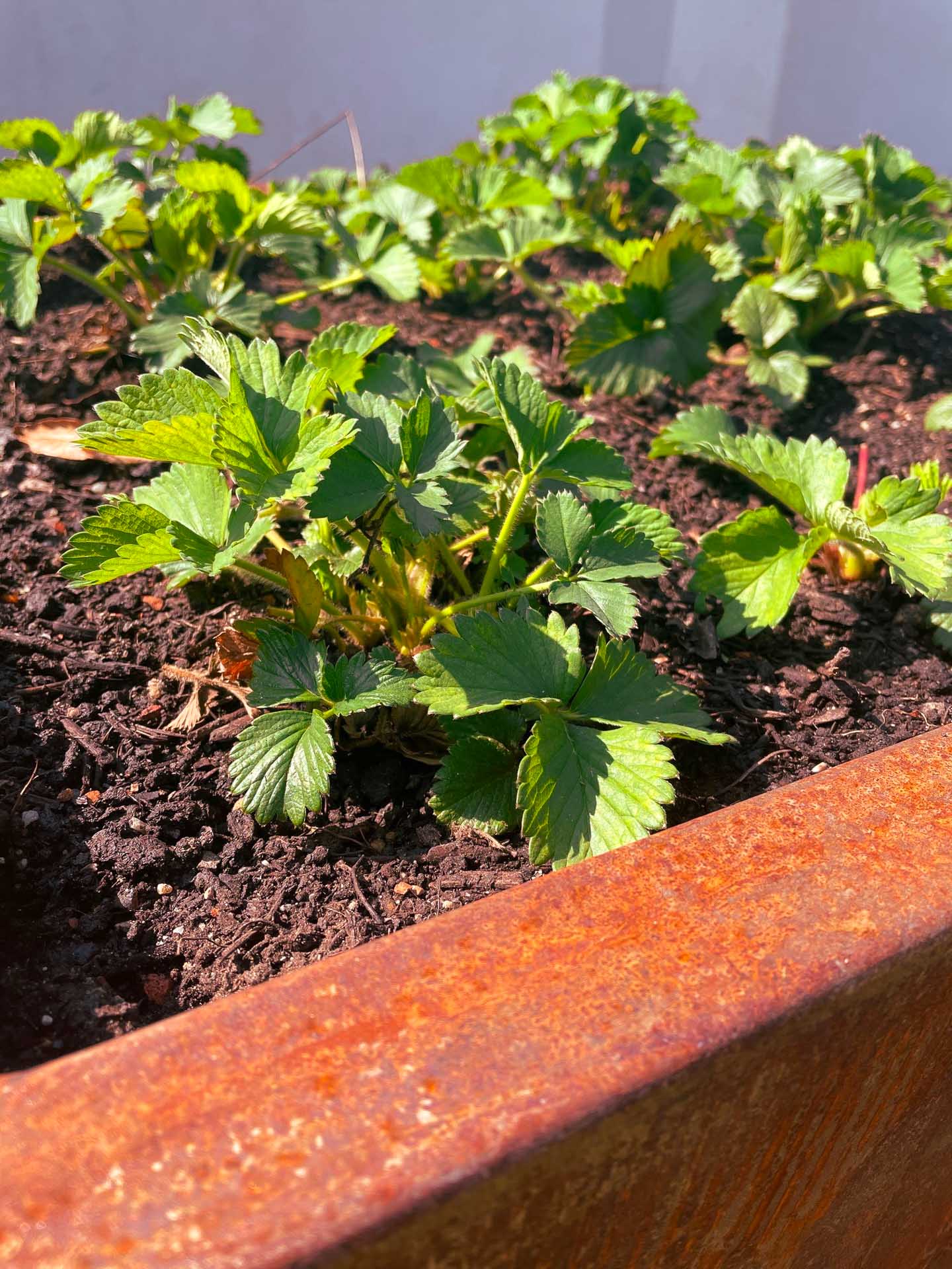 Junge grüne Erdbeerpflanzen in einem Hochbeet aus rostigem Metall unter direkter Sonneneinstrahlung Nahaufnahme von jungen Erdbeerpflanzen mit grünen Blättern in einem Hochbeet aus rostigem Metall, die in nährstoffreicher Erde wachsen
