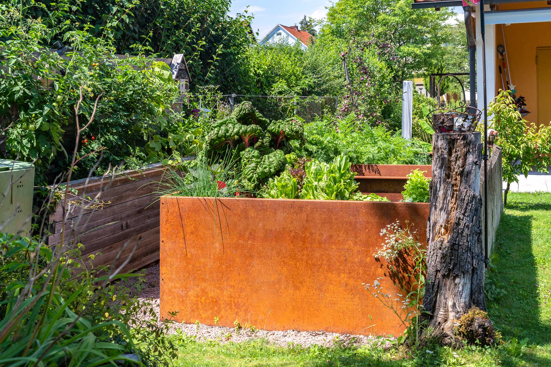 Hochbeet aus Cortenstahl mit verschiedenen frischen Gemüsepflanzen im sonnigen Garten Hochbeet aus rostigem Cortenstahl mit Tomaten, Kräutern und Salat umgeben von grünem Garten und Gartenhaus
