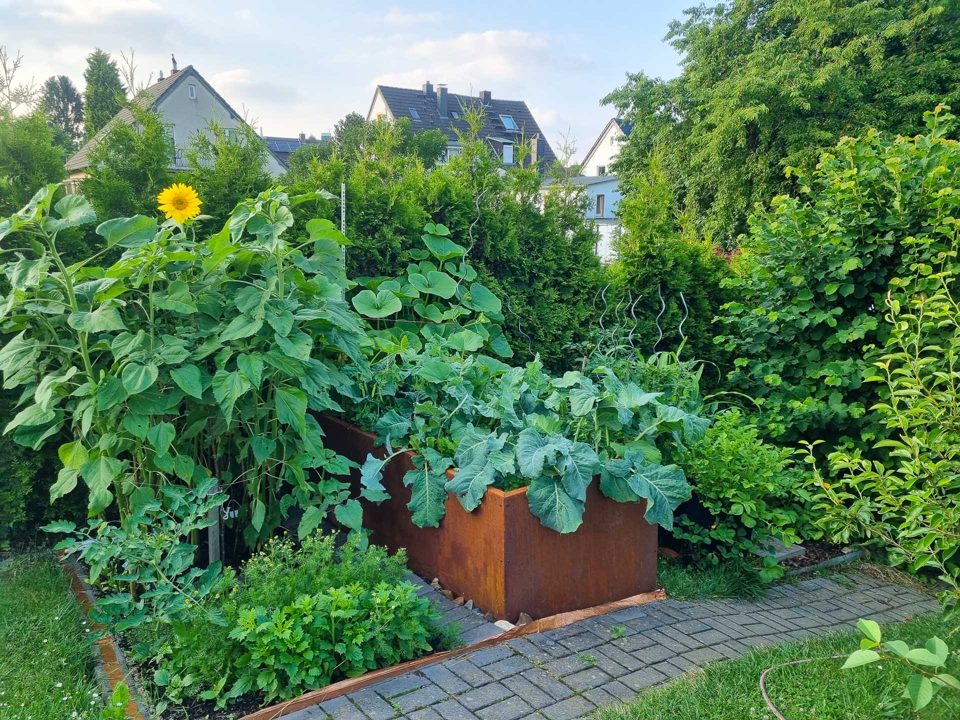 Hochbeet aus Cortenstahl mit unterschiedlichen Gemüsepflanzen, darunter Brokkoli und Tomaten, sowie eine blühende Sonnenblume in einem gepflegten Garten
